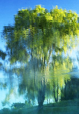08Willow-2454  8bit