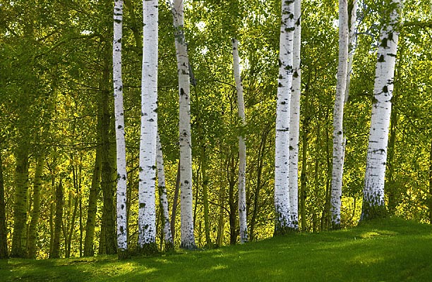 11Birch 1-3086 v1